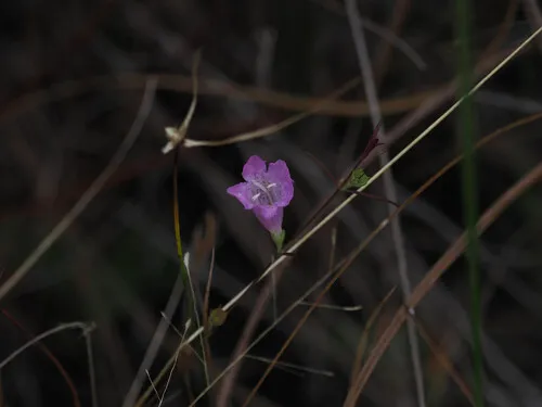 Flaxleaf False Foxglove