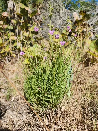 Saltmarsh False Foxglove — photo by dakoda