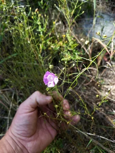 Navasota False Foxglove — photo by Eric Keith