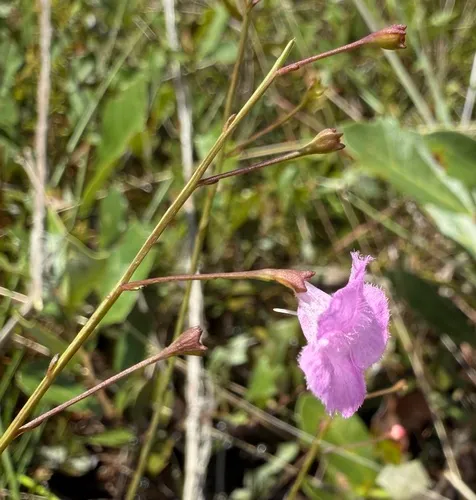 Tenlobe False Foxglove — photo by brettbudach