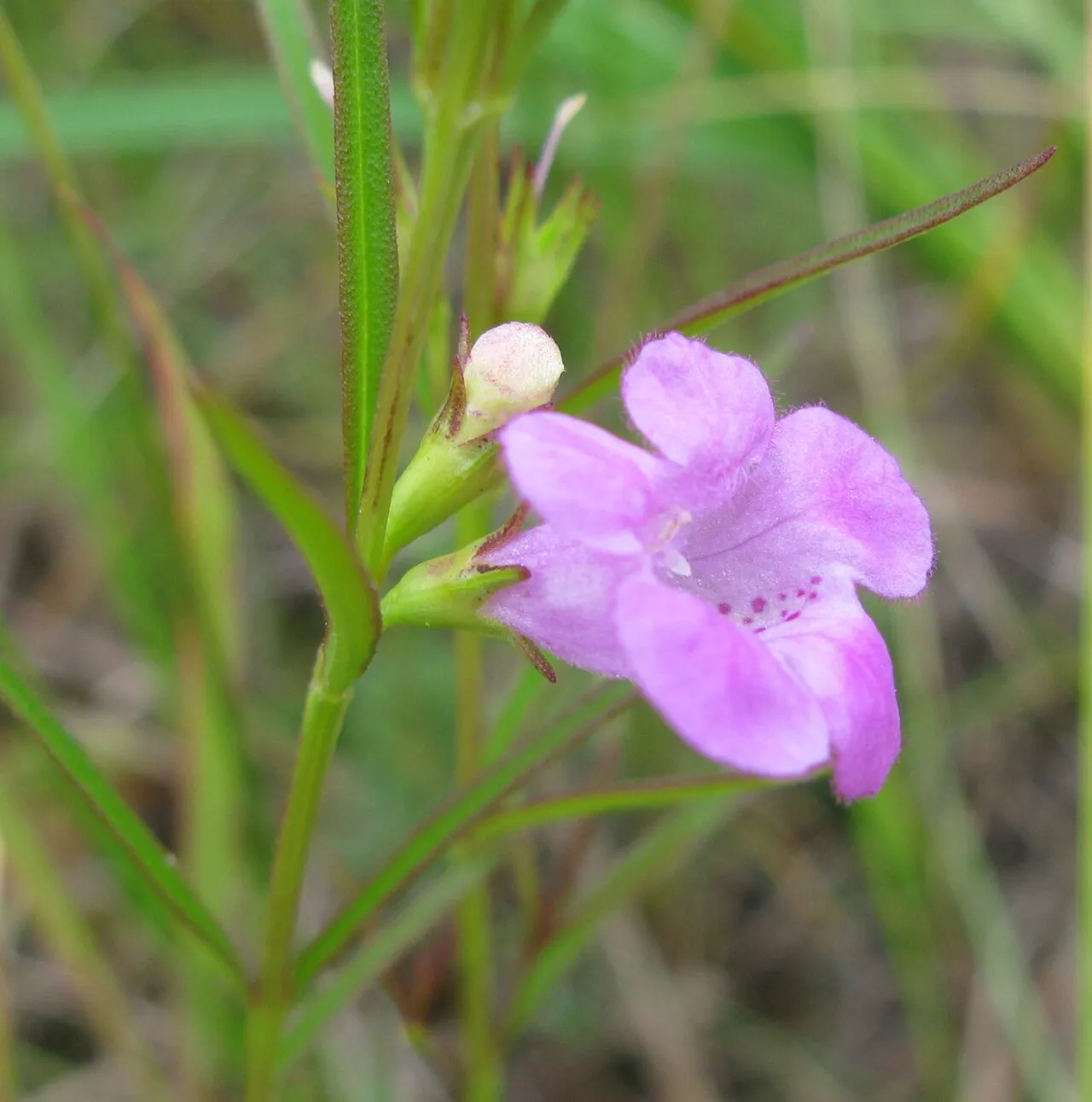 Smallflower False Foxglove — photo by Natalie Helferty