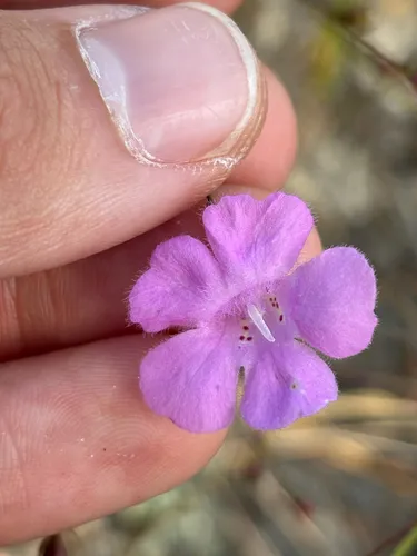 Chattahoochee False Foxglove