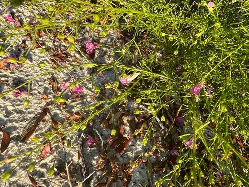 St. Mark's False Foxglove — photo by Joelle O’Daniel