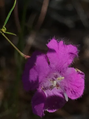 Threadleaf False Foxglove — photo by boletejones