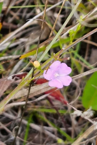 Skinner's False Foxglove — photo by Michael R. Ostrowski