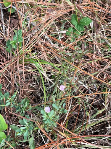 Green False Foxglove — photo by Jake Smith