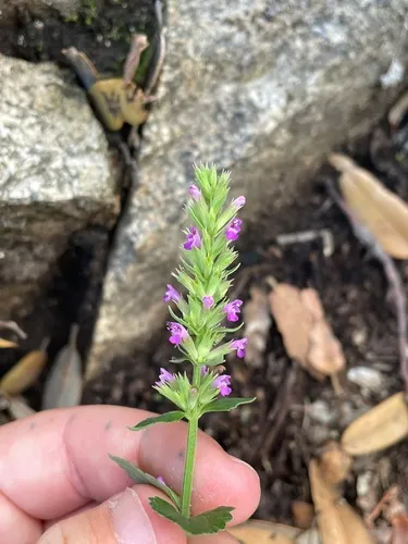Trans-Pecos Giant Hyssop — photo by mel letterman