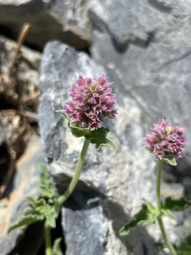 Cusick's Giant Hyssop