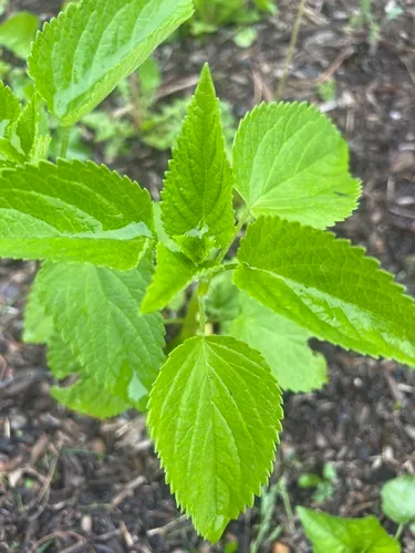 Blue Giant Hyssop