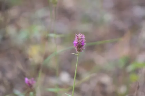 San Luis Mountain Giant Hyssop — photo by Ramón Bustos
