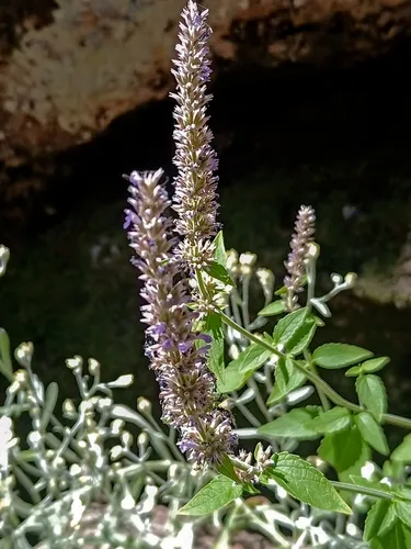 White Giant Hyssop — photo by Mauricio Alejandro Montes Ojeda