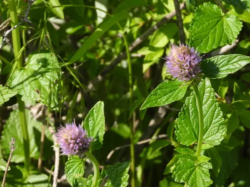 Western Giant Hyssop — photo by monarchdavid