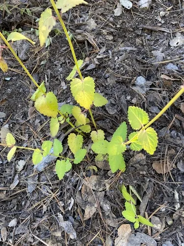 Pale Giant Hyssop