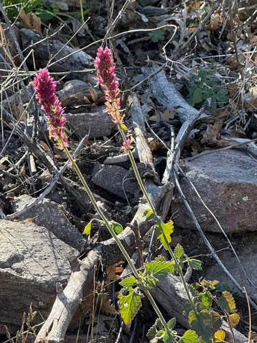 Bill Williams Mountain Giant Hyssop