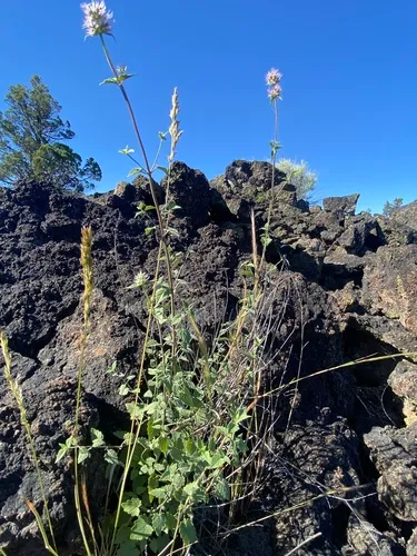 Smallleaf Giant Hyssop — photo by jrmorris