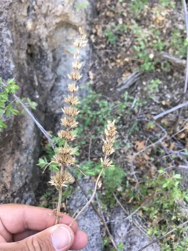 Pringle's Giant Hyssop