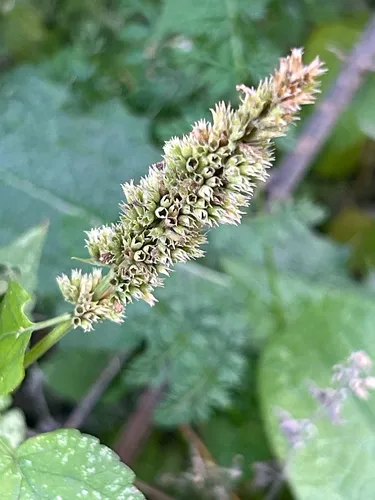 Purple Giant Hyssop — photo by Riley Pedriana