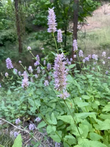Nettleleaf Giant Hyssop