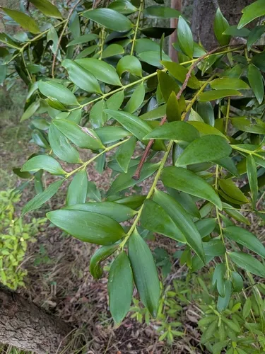 Queensland Kauri — photo by nemokorevaar