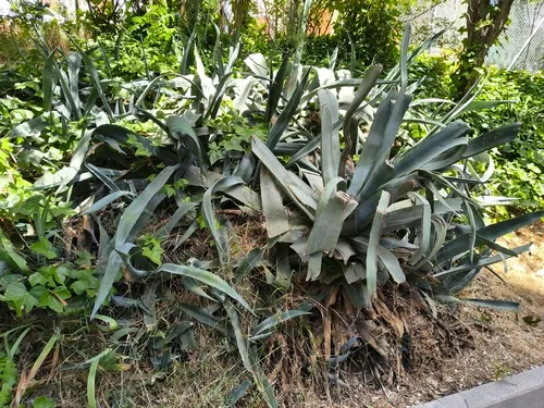 American Century Plant