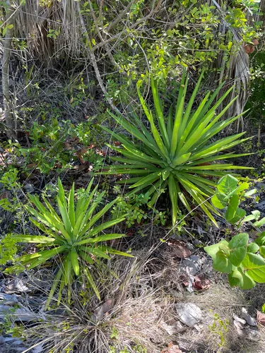 False Sisal — photo by Steven Wagner