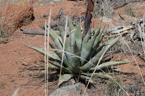 Tonto Basin Century Plant — photo by radinis