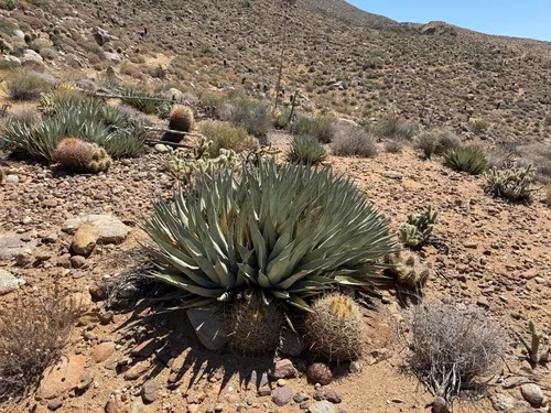 Desert Agave