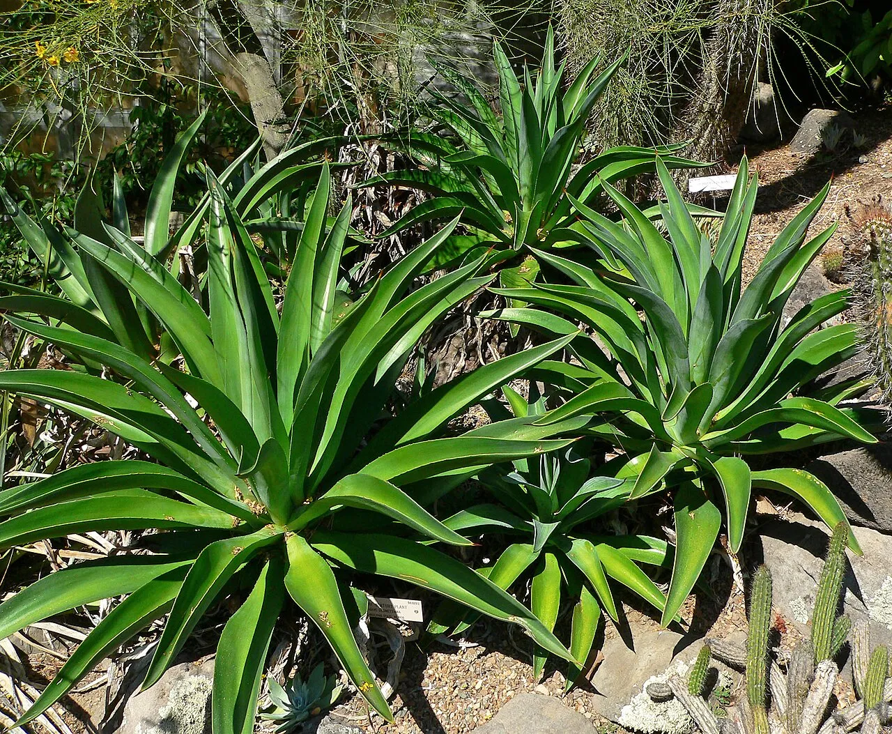 Dwarf Century Plant — photo by Stan Shebs