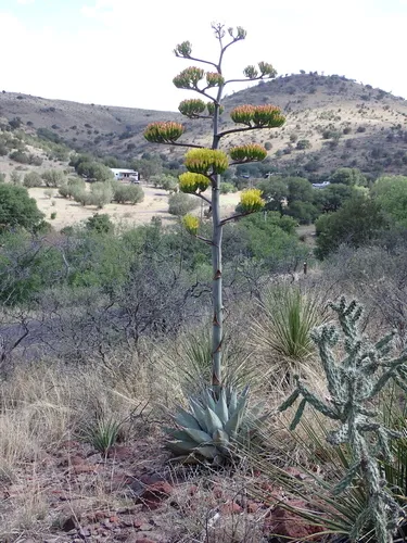 Havard's Century Plant — photo by Moses J. Michelsohn