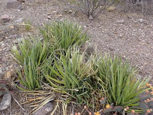 Lechuguilla — photo by Moses J. Michelsohn