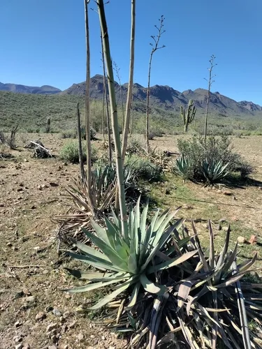 Murphey's Century Plant — photo by gregpc