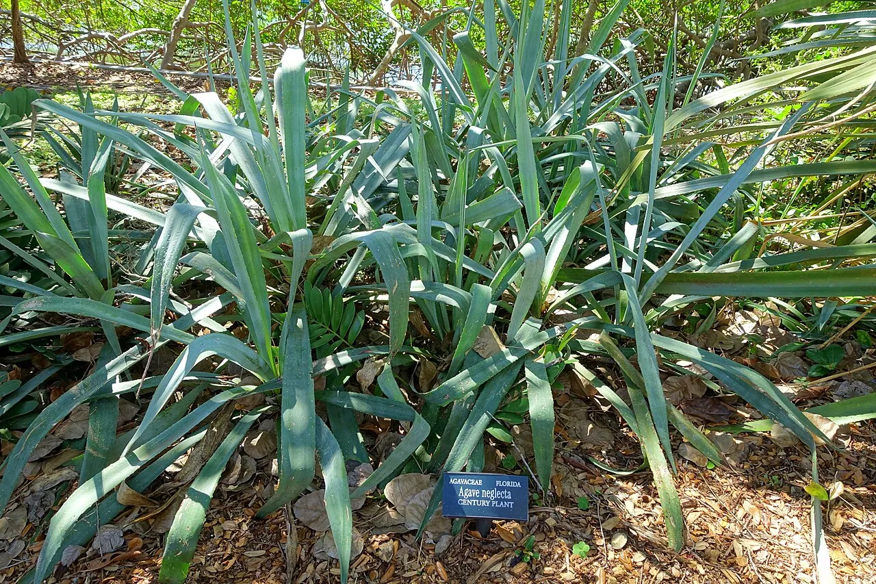 Wild Century Plant — photo by Daderot