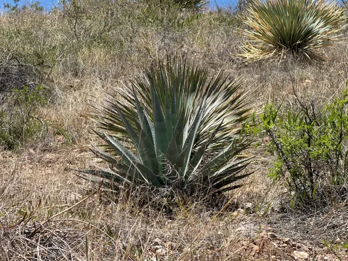 Palmer's Century Plant — photo by CK2AZ