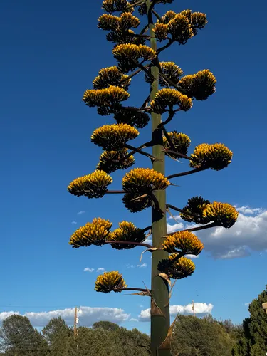 Parry's Agave — photo by erstadh