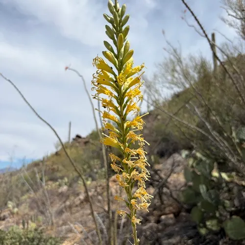 Schott's Century Plant — photo by roomthily