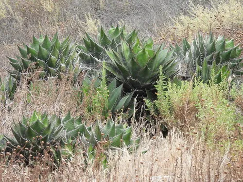 Coastal Agave