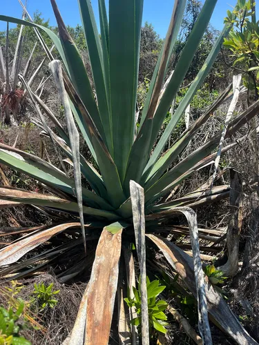 Sisal Hemp — photo by naturedom12