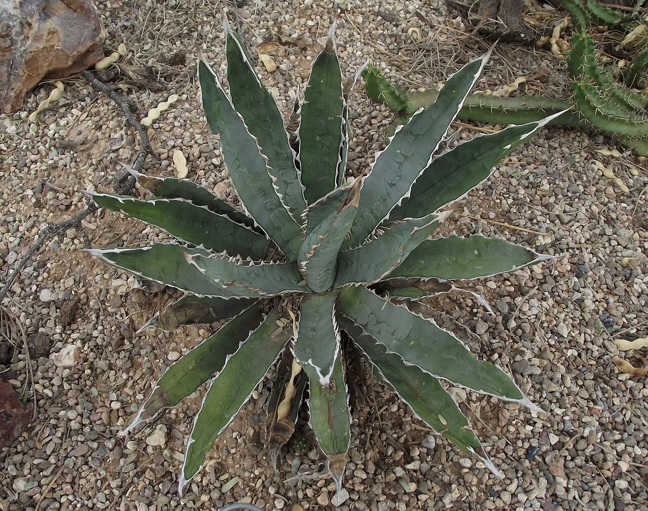 McKelvey's Century Plant — photo by Stickpen