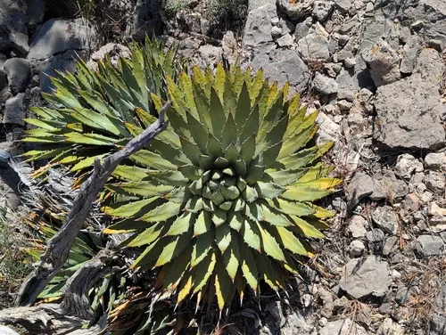 Utah Agave (var. eborispina) — photo by tinawiley