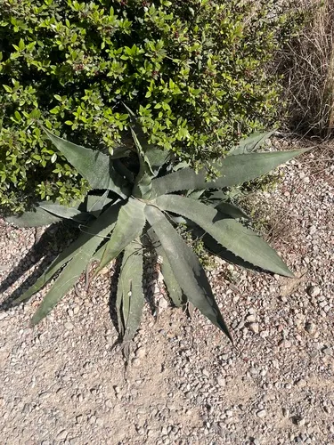 Weber's Century Plant — photo by juna_sarriegi