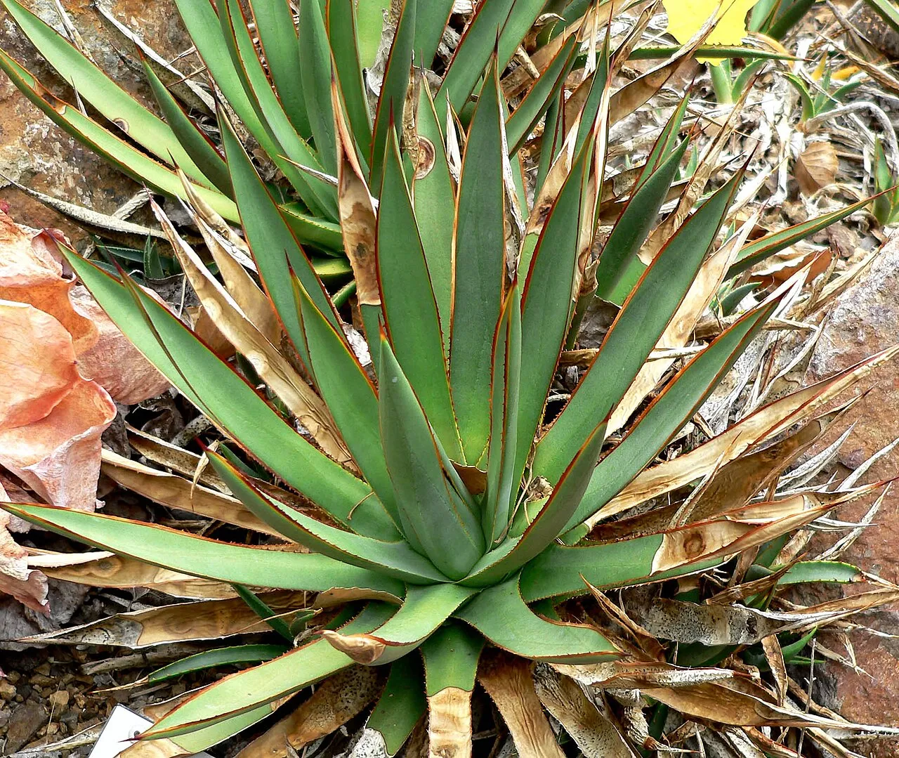 Arizona Century Plant