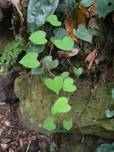 Rockroot — photo by Sarahí Díaz