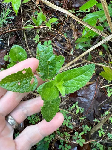 Lesser Snakeroot