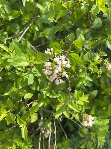 Havana Snakeroot