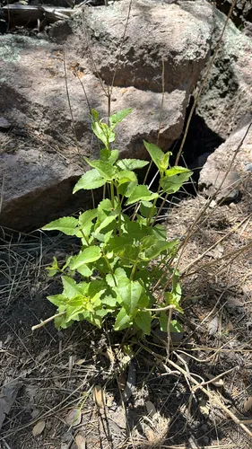 Fragrant Snakeroot