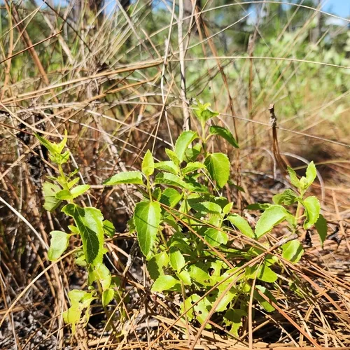 Hammock Snakeroot