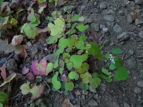 Lucy Braun's Snakeroot