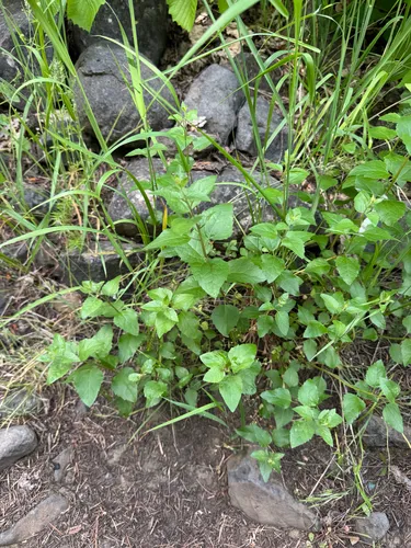 Western Snakeroot — photo by Gregory Schaefer