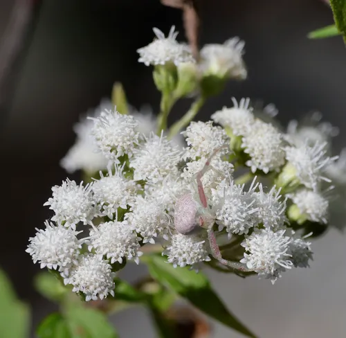 Santa Rita Snakeroot — photo by Steven Mlodinow