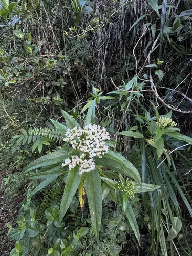 Resinous Snakeroot